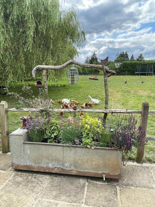 Forest View Shepherd Hut Ewhurst Extérieur photo